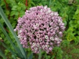 Fleur de poireau bio