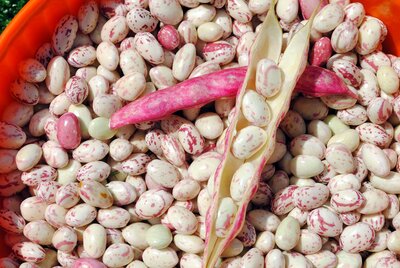 Haricot en grain coco de prague
