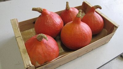 Potimarron