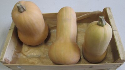 Butternut
