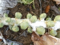 Chou de bruxelles ( n et p )