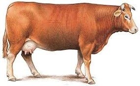 Colis steaks hachés