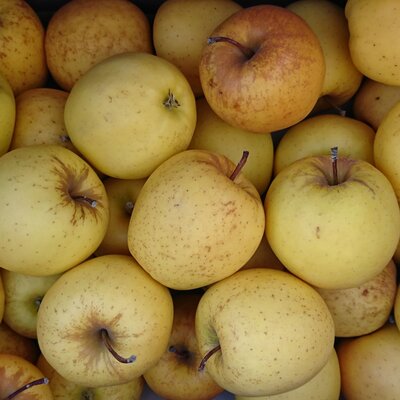 Pommes golden