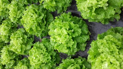 Salade