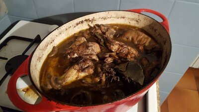 Coq de 9 mois