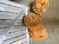 Pomme de terre à frites