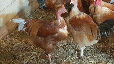 Poulet fermier