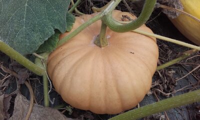 Courge musquée tancheese bio