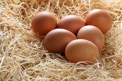 Oeufs extra frais (6)