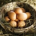 Oeufs bio extra frais x6