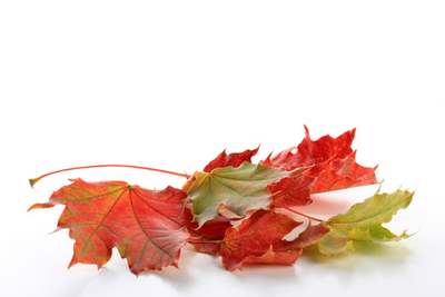 Tisane vigne rouge