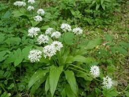 Aromate ail des ours