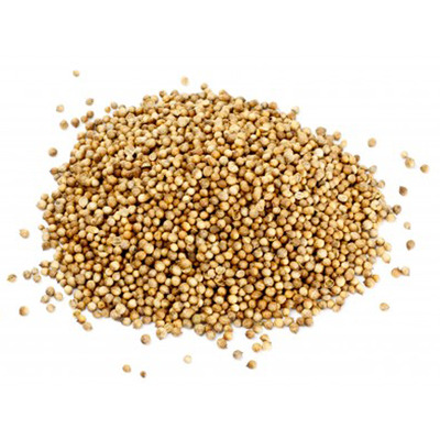 Aromate coriandre