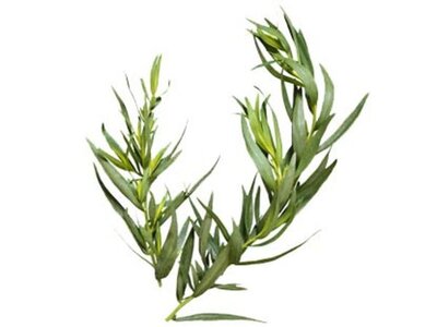 Aromate estragon