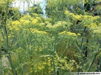 Aromate fenouil