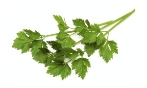 Aromate livèche
