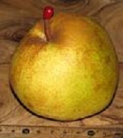 Poire d'hiver en barquette