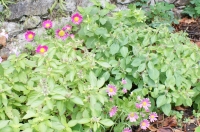 Sirop de basilic sacré 'tulsi'