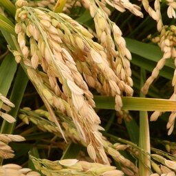 Riz 1/2 complet bio igp riz de camargue 1 kg