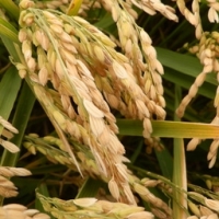 Riz 1/2 complet bio igp riz de camargue 5 kg