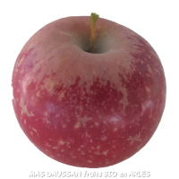 2kg pommes dalinette bio