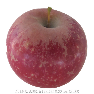2kg pommes dalinette bio