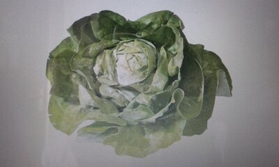 Salade laitue