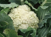 Choux fleur