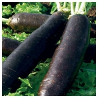 Radis noir, octeville