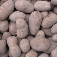 Pommes de terre bintje