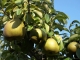 Poire passe crassane - image 2