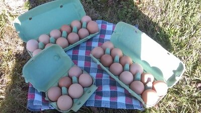 30 oeufs