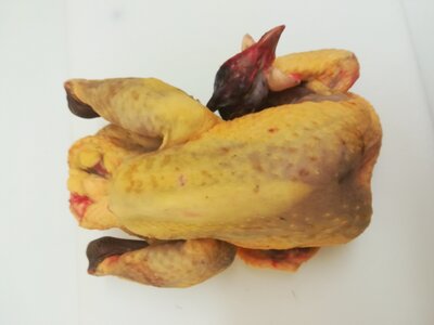 Pintade de ferme
