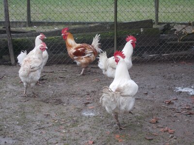 Coq