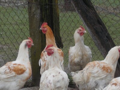 Poulet de ferme