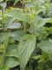 Ortie feuilles - image 2