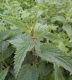 Ortie feuilles - image 3