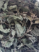 Ortie jeunes pousses feuillues