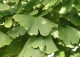 Ginkgo biloba : extrait hydroalcooli - image 2