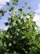 Ginkgo biloba : extrait hydroalcooli - image 4