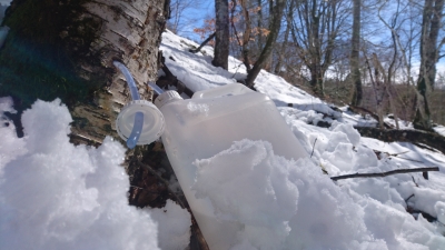 Lavtofermenté seve de bouleau bio montagne