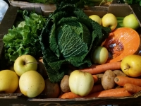 Gros panier de fruits et légumes