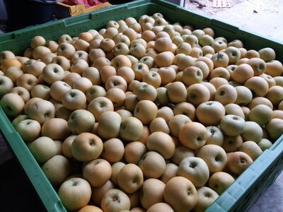 Pomme chantecler