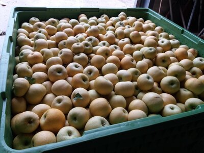 Pomme chantecler