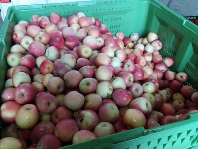 Pomme fuji