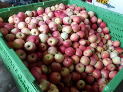 Pomme fuji