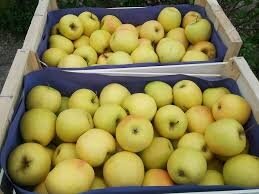 Pomme golden