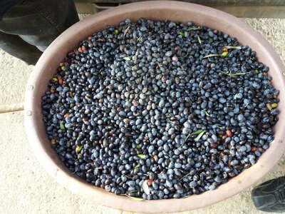 Huile d'olive