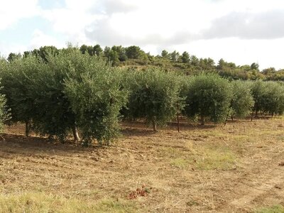 Huile d'olive