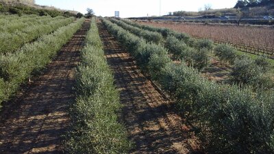 Huile d'olive